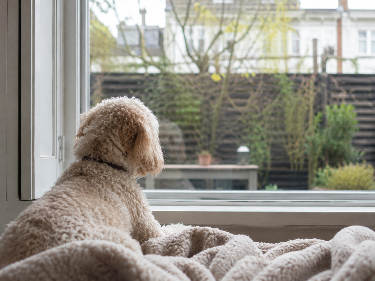 Luxpet daily life